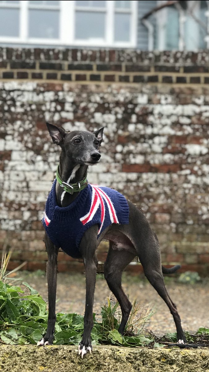 ColinDeDog's tweet photo. Me. Out and about on a drizzly #IsleofWight 
#italiangreyhound
#February https://t.co/wadpeTdkUT