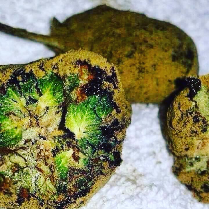 🍯🌳🍯CHECK out these delicious moonrocks!🌝Dm me for more info moonrocks!👍

—💨💨
📷ALL rights to respected owners📷
——————————
#moonrocks #moonrocks🔥 #moonrock #thcacrystalline