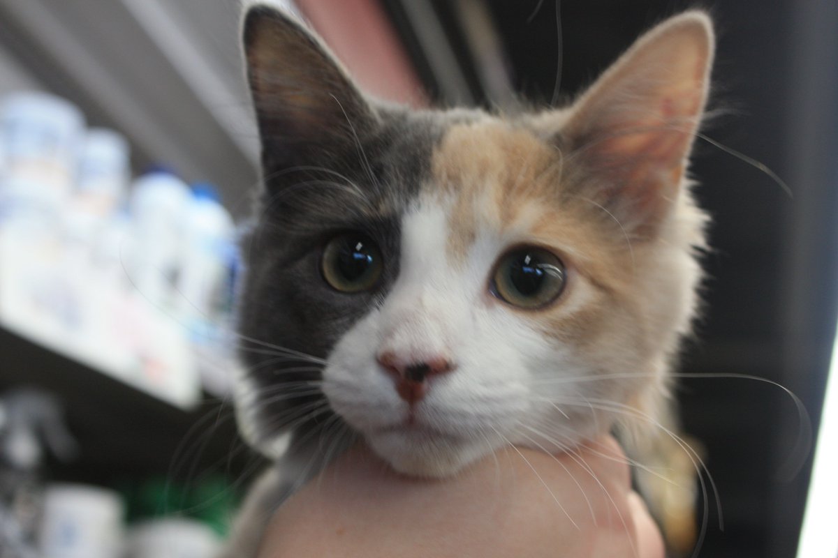 GlobalPetsNL's tweet photo. Thank you to everyone who attended our "Pawdicure &amp; 'Chip" Special on Saturday. We appreciate you coming out in support of the @SPCAStJohns, and we loved meeting your furry friends! #petsofnl #dogsofnl #catsofnl #stjohnsnl https://t.co/8mw20oSl9O