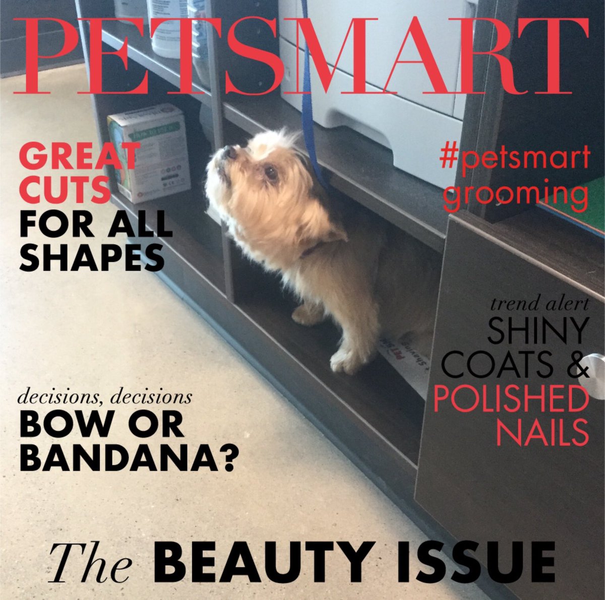 Violet hanging with the staff after her spa day #yorkies #petsmart #petsmartgroomery #denvergroomery