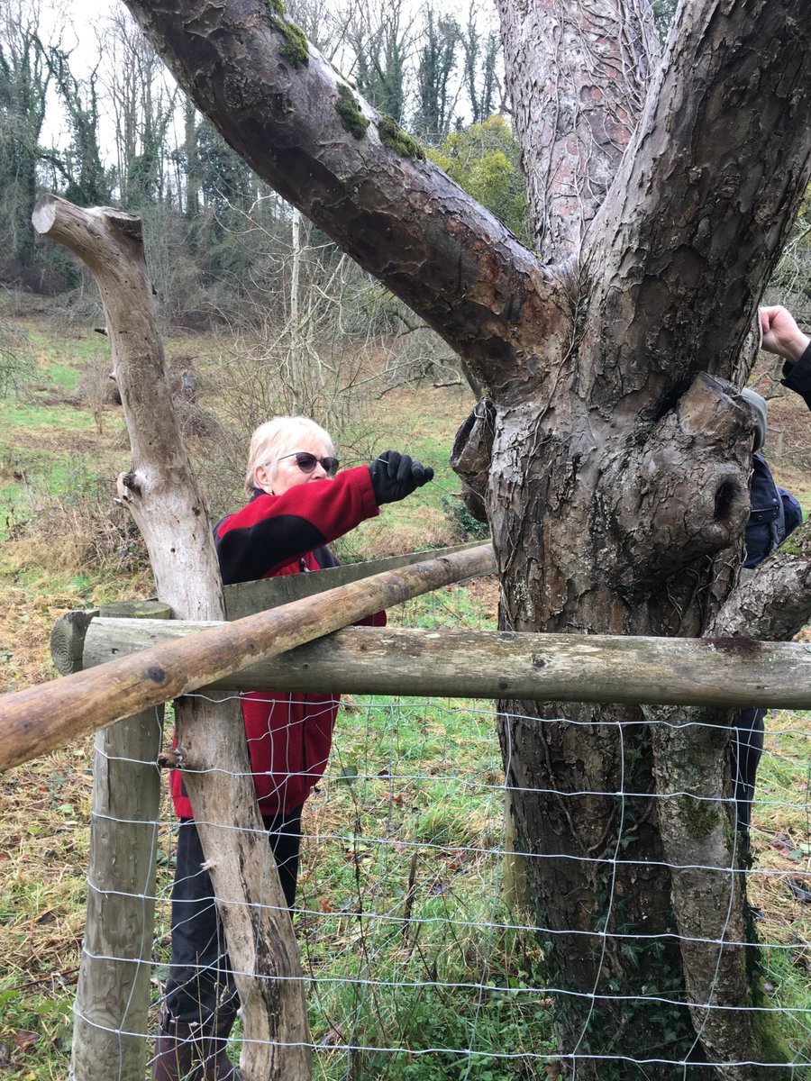 WorcsBRC's tweet photo. Learning all about surveying for the jewel-like Noble Chafer beetle on our recent training workshops. A good eye for spotting suitable tree nooks and hollows, a long-handled ice cream spoon and a love of droppings (aka frass) is all you need! #biologicalrecording #hlf https://t.co/wgRfLRA3Ku