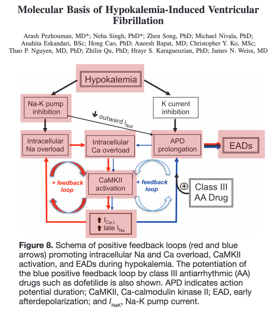 14/Increased [Ca+] leads to increased Ca-calmodulin kinase II (CaMKII) activity. Eventually, this can result in early afterdepolarization-mediated ventricular arrhythmias.The case for hypokalemia being more than an epiphenomenon is strong. https://www.ncbi.nlm.nih.gov/pubmed/26269574 