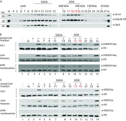 ChromatinHaiku's tweet photo. Here characterized
The ADA HAT complex
In metazoans
#ChromatinHaiku #Acetylation #Gcn5
https://t.co/FqZUZIRSsr https://t.co/i3vWk8z3kI