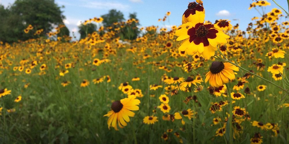 We teamed up w <a href="/OregonTilth/">Oregon Tilth</a> to form @beebettercert. The Bee Better seal celebrates those who adopt farm management practices that support pollinators &amp; gives consumers confidence that their purchases benefit pollinators &amp; farmers working to protect them. buff.ly/2Qwuo4c