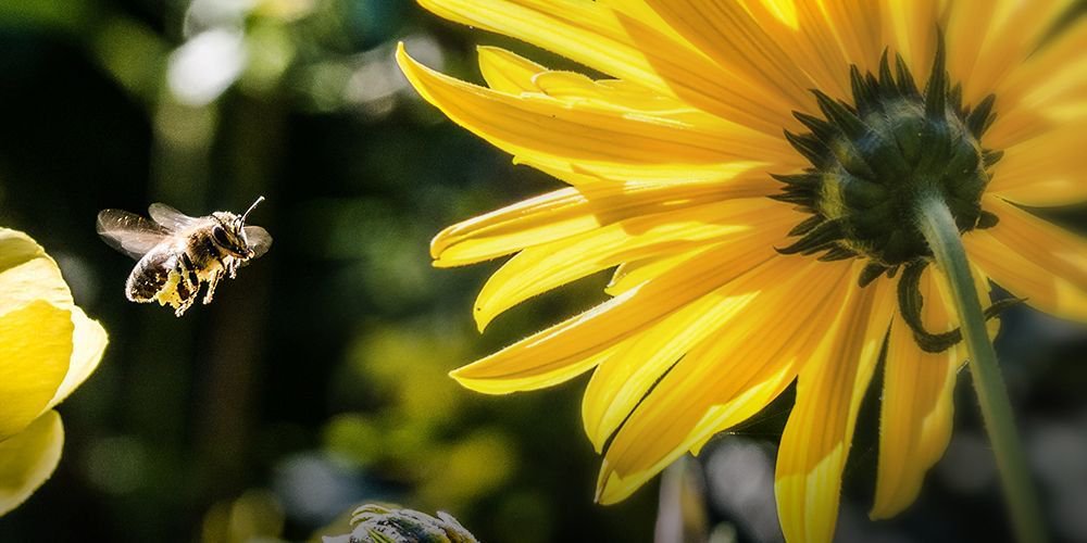 The Xerces Society tweet media