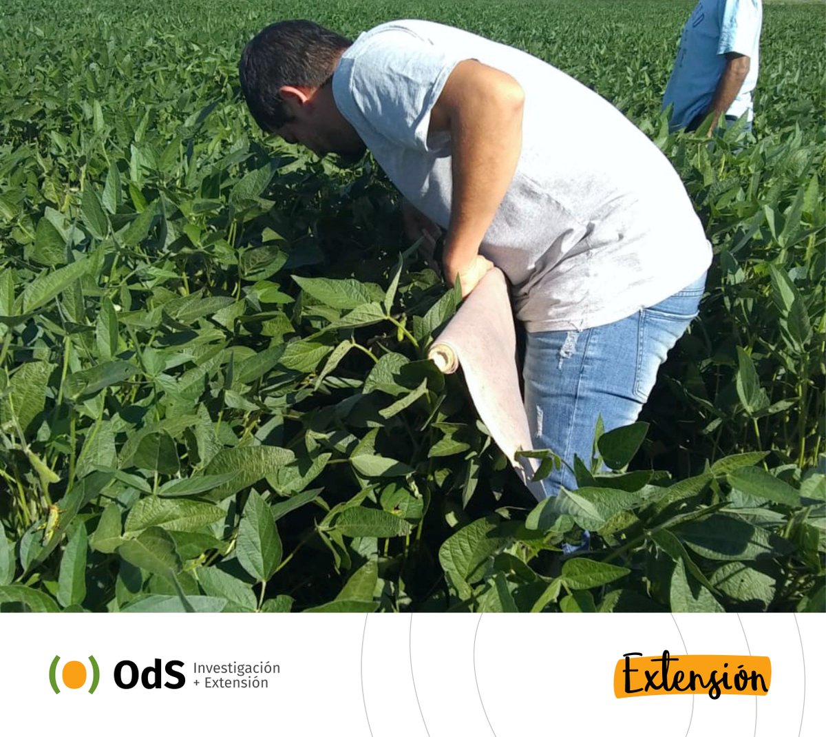 OdSagro's tweet photo. Buscar, observar y cuantificar: Las claves del monitoreo de cultivos para realizar controles en los momentos oportunos, asegurar buenos rindes, de forma amigable y segura con el medio ambiente ♻️🌱
#MonitoreoEnSoja #YoMonitoreo #ExtensiónODS #ODSTeam #AgriculturaSustentable https://t.co/kCHVu6JRxn