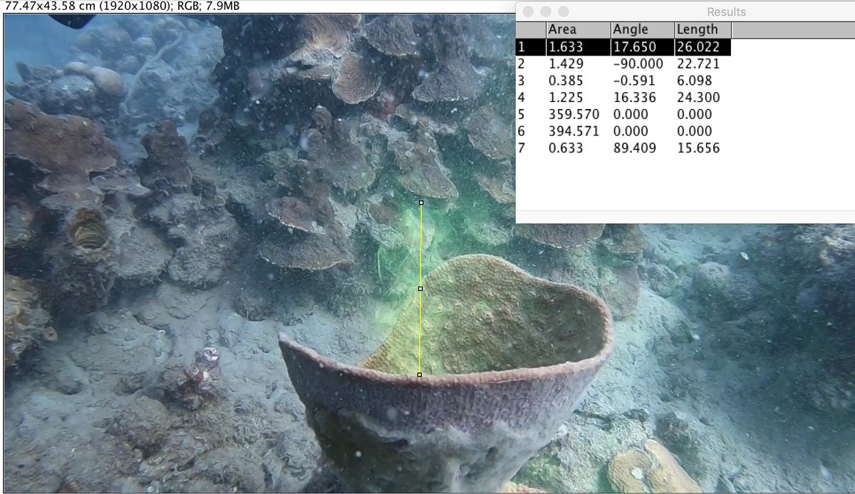 HarrisonSimi's tweet photo. Now, in the lab, we're using the image analysis program ImageJ to calculate sponge frustum volumes and velocities of dye expulsion! Stay tuned for an update on the relative efficiencies of sponge filtering rates across species. https://t.co/6l1cy5qpxL