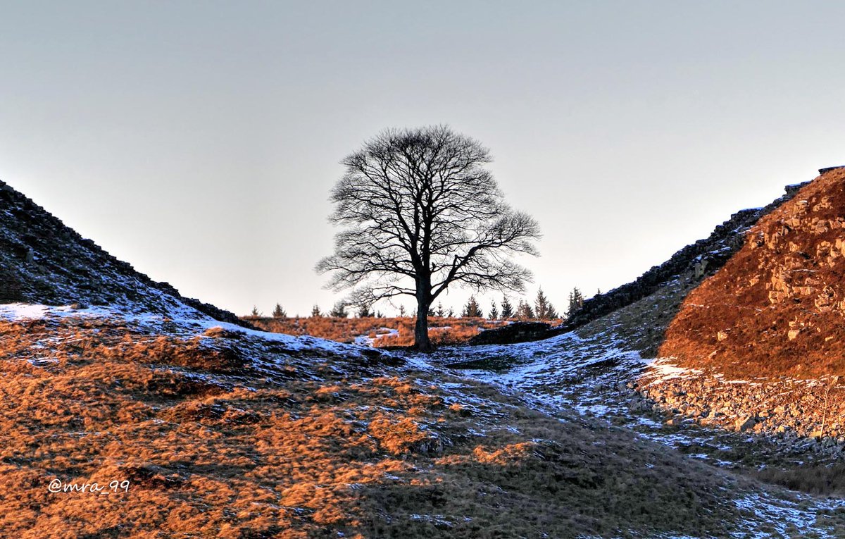 MRA_99's tweet photo. Late afternoon Winter Sunshine turns the frozen land golden: the iconic Sycamore Gap, on the Roman Wall.
#Northumberland @StormHour https://t.co/wYnDUxMWO3