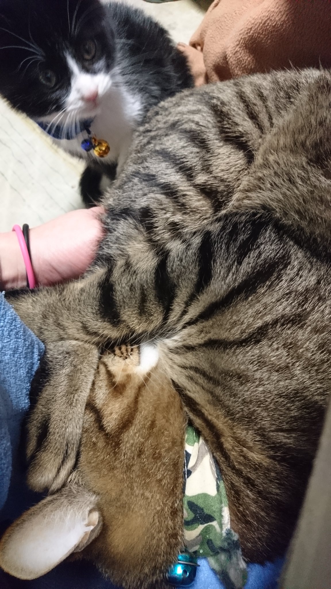 キジトラハチワレ Twitter Search Twitter