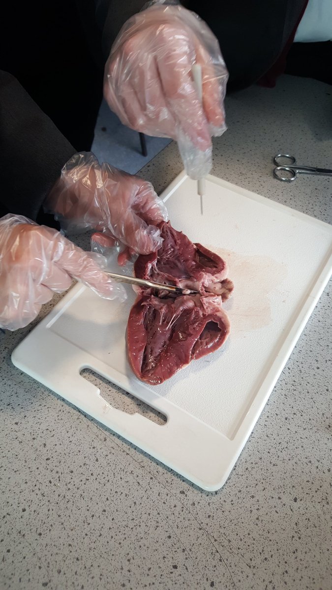 ScienceNCS's tweet photo. Year 9 Y band Biology get to grip with matters of the heart... #heartdissection https://t.co/biPKPGbxC2