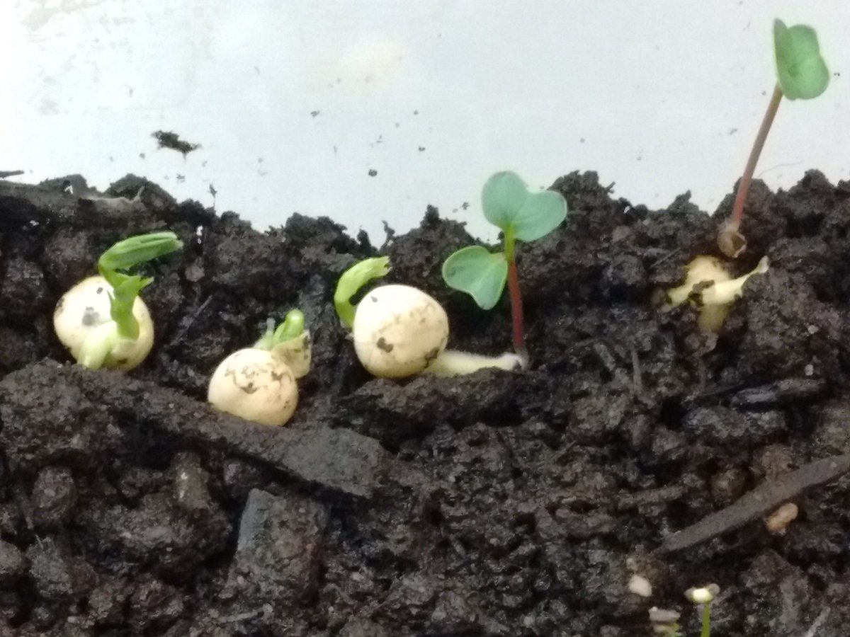 pixelsandpraxis's tweet image. New blog post on situated learning theory-based PD  #edtechsandbox #situatedlearning