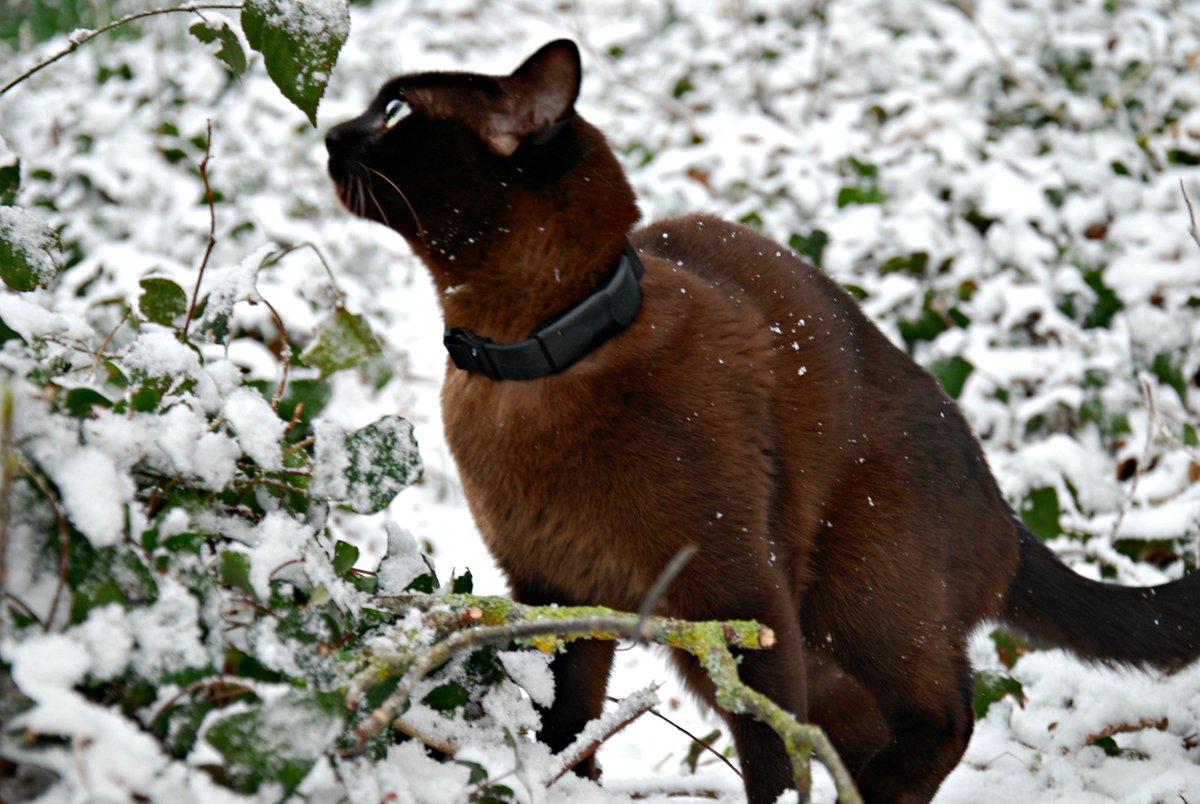 pawtrack cat collar