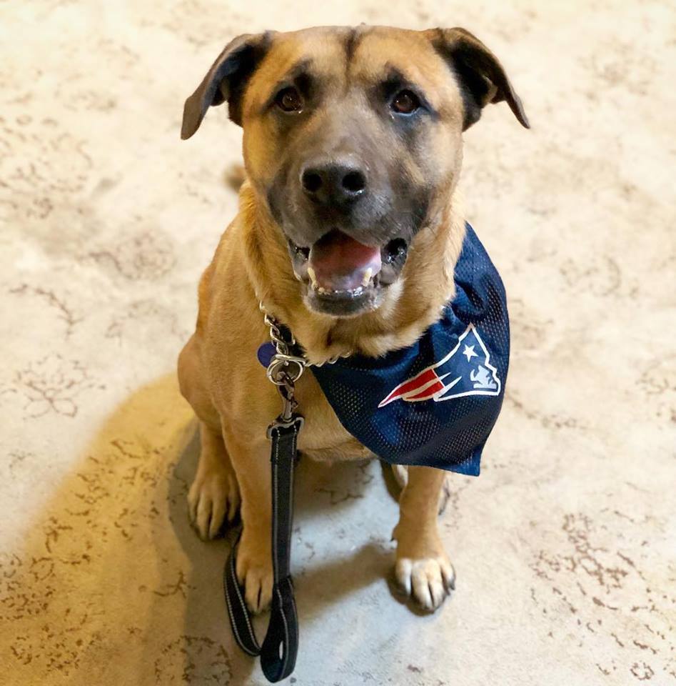 scopely's tweet photo. Want to be part of a #winning team? π πΆ Check out our open roles β‘οΈ https://t.co/QQzpMdKDc6 #jobsatscopely #dogsofscopely #dogsoftwitter #lifeatscopely #mobilegamingjobs https://t.co/HU1L6DgYmd