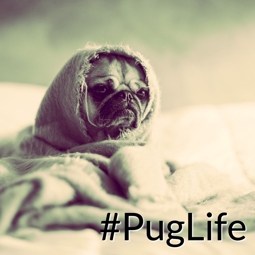 Ecco Bella tweet media