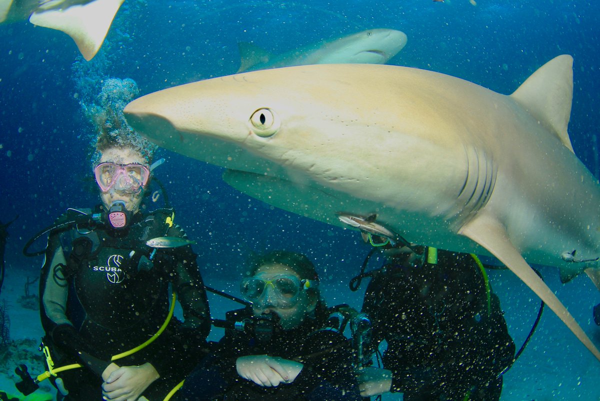 Charlotte_Diver's tweet photo. @PADI When they cheekily photo bomb you 🤣 https://t.co/jlPptdGVLo