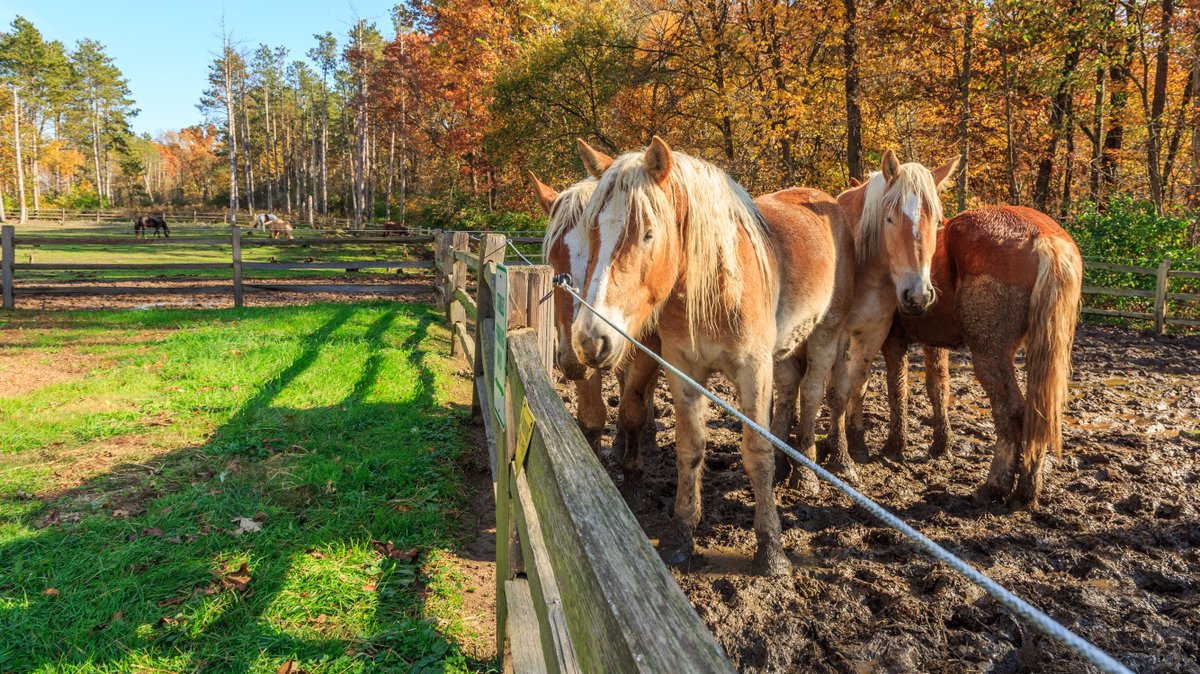hiclubvacations's tweet photo. #SquadGoals 🐎 Tag who you'd like to horse around #FoxRiverResort with!

#IHG #travel #familyvacation https://t.co/tiNfcMgvqt