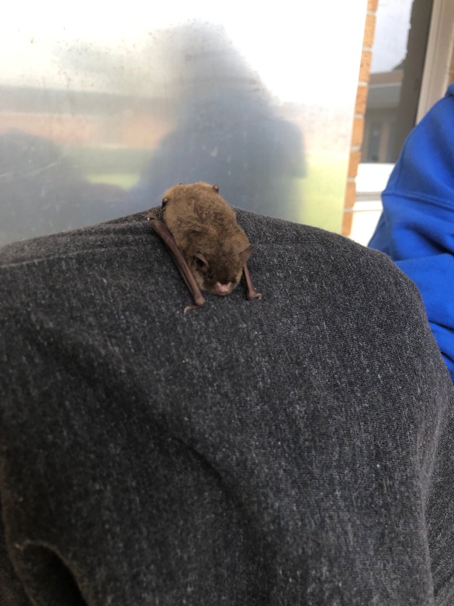 noelnehrig's tweet image. ⁦@EPS_Bobcats⁩ going batty over #vcsblendedlearning today. No bats were harmed in the production of this photo.