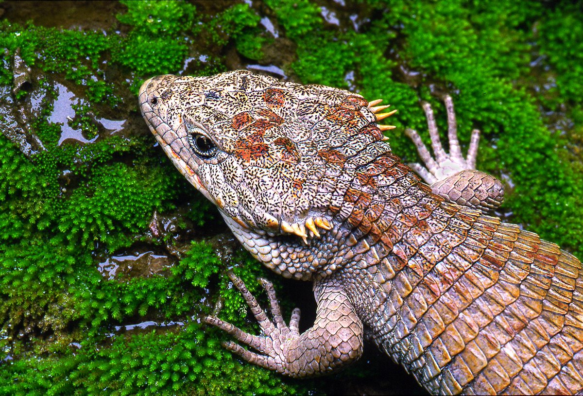 Exit the dragons: Mexico tackles trafficking of endangered lizards - news.mongabay.com/2019/02/exit-t…