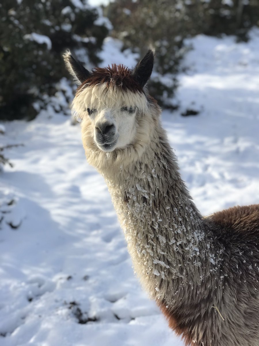 gillyjampots tweet media