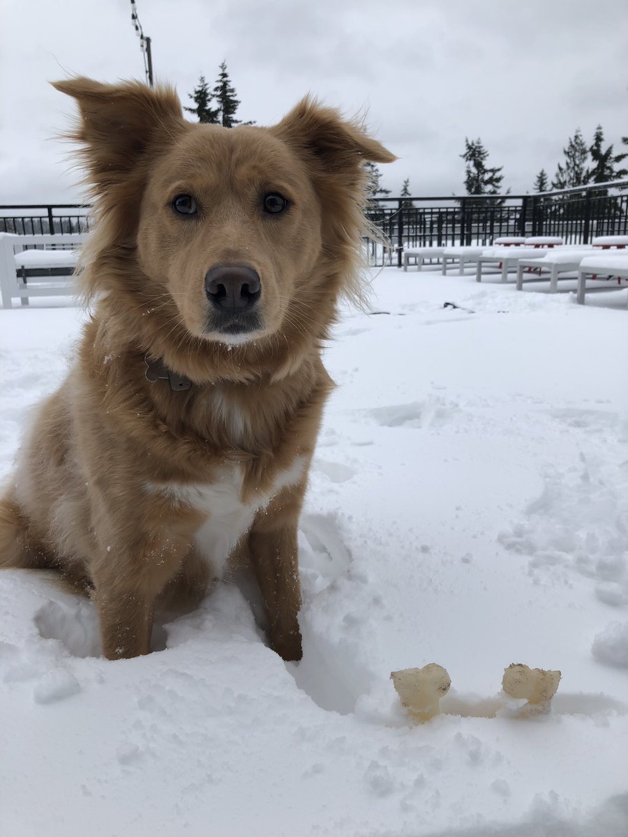 ChasingWithEcho's tweet image. Very official measurement of “I almost lost my bone in the snow” inches deep here at my place where I eat.