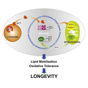 Check out our new paper on how #lysosomes talk to #mitochondria to regulate longevity in C. elegans <a href="/Dev_Cell/">Developmental Cell</a>! Congrats to @rprasan1985, <a href="/marziasavini/">Marzia Savini</a> and A. Folick! #aging #nematodes
cell.com/developmental-…
