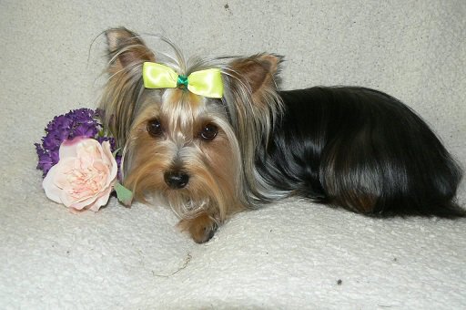 SAYorkieRescue's tweet photo. Adorable #yorkshireterriers need new homes! They are loving #yorkies in need of new families. To read more about them go to: https://t.co/mmi2GTRfsz
#SAYorkieRescue #SAYRGauteng https://t.co/zCnzglE3f8