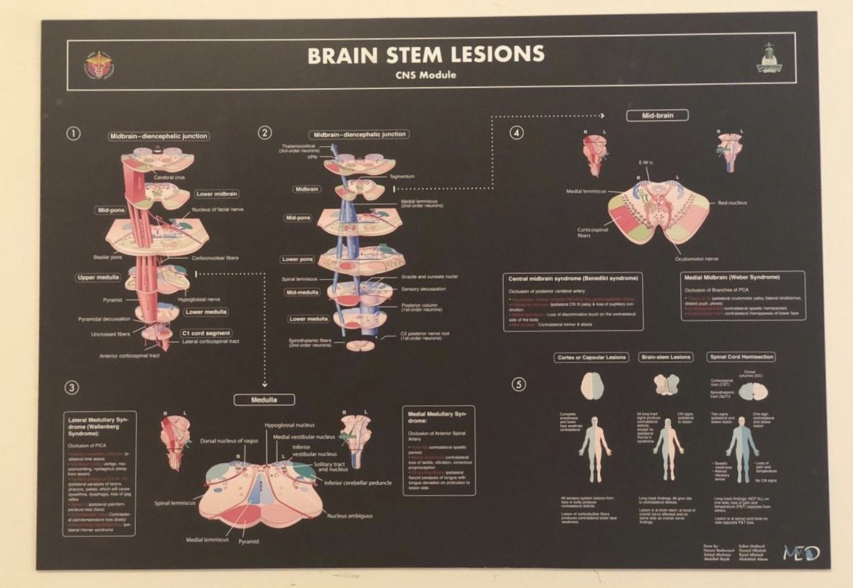 Med17_Events's tweet photo. ✨🧠 https://t.co/jaPA2BrStE
