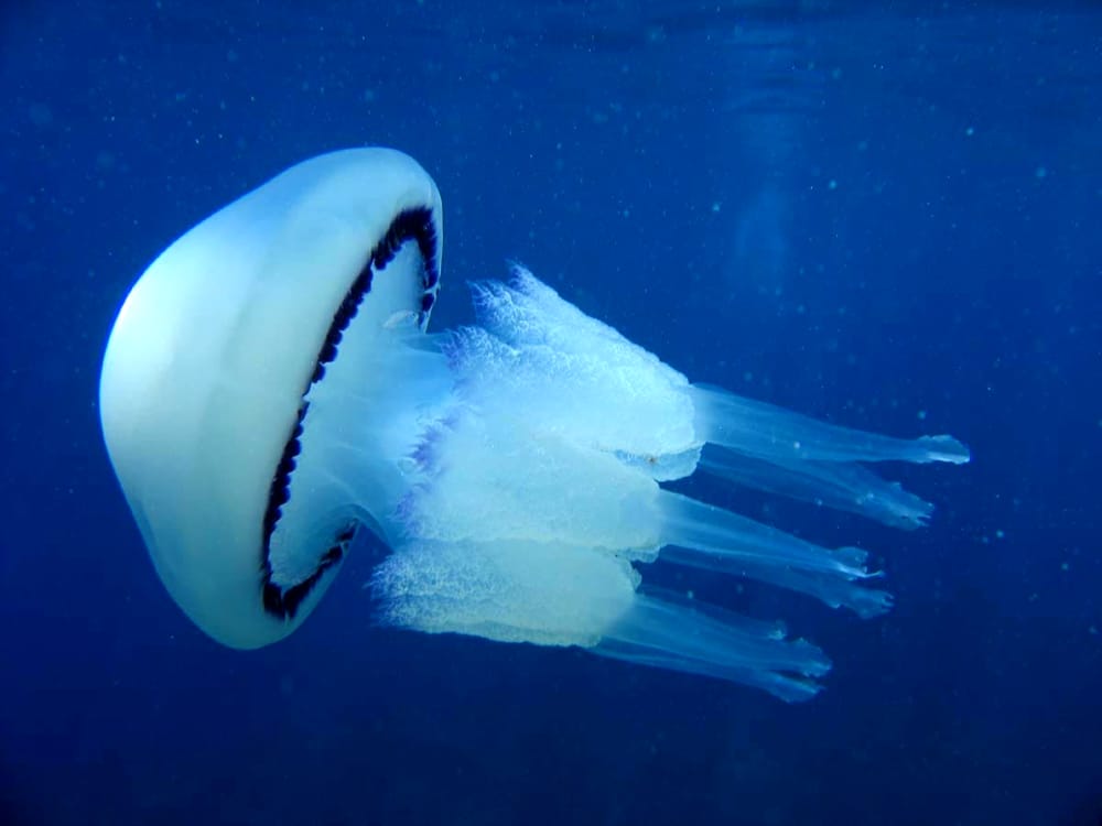 AntonioD_79's tweet photo. #Scienza Nella prossima puntata di #SuperQuark si parlerà di come le meduse riescano a vivere anche senza cervello. Proprio come quelli del #pd. https://t.co/6aaKxeAJxK
