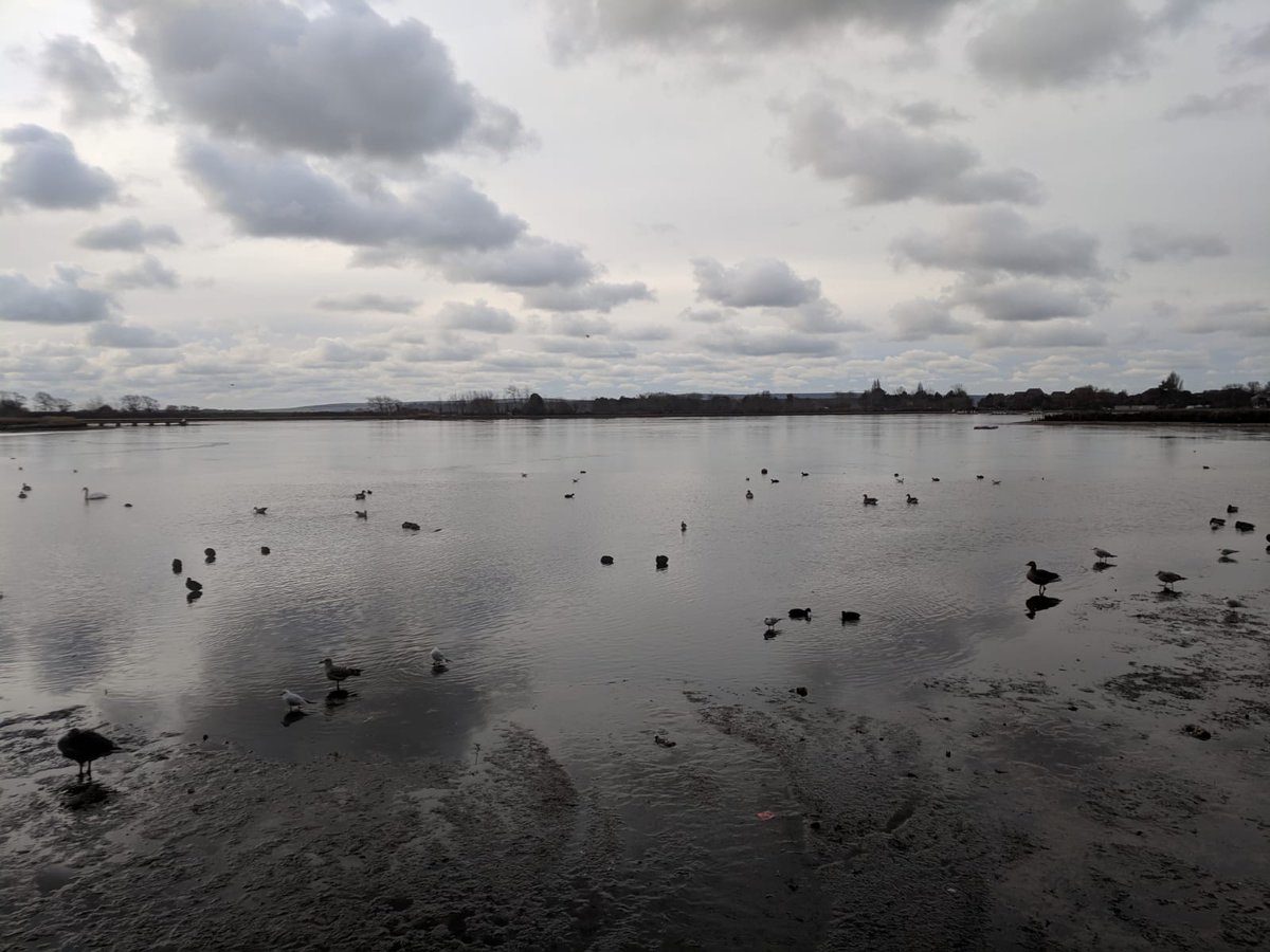 Amazed by Poole Park last week. Never dreamt Poole Park could have such an amazing variety of birds in it. Draining the park in the Winter is a great idea! @BoroughofPoole @PooleParkLife @more_poole @harbourbirds @DorsetWildlife @WhatsOnInPoole @britishbirds @Dorset_Hour