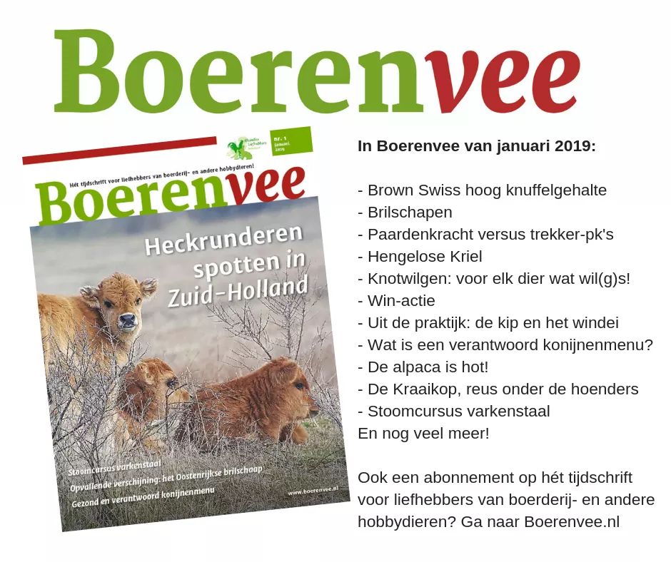 Wat is het artikel over het Heckrund mooi geworden in het januari nummer van het tijdschrift Boerenvee! Wil je meer weten over Heckrunderen: zeker lezen! 😀 check de link voor het volledige artikel
boerenvee.nl/een-vlakte-vol…