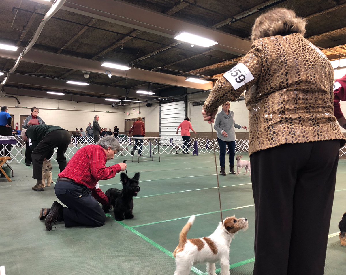 gleanntan's tweet photo. In her first match outing, our youngest hopeful, 4.5-month old Gleanntan Graceful Dancer - “BeBe”, won the puppy 3-6 month sweeps class and she was 3rd in the terrier sweepstakes. She also earned a puppy terrier Group 4 in a entry of 24 terrier puppies. https://t.co/QMn3LJiWec