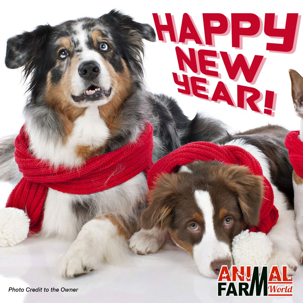animalfarmworld's tweet photo. HAPPY NEW YEAR!
WELCOME 2019! https://t.co/4nMSpBup9R