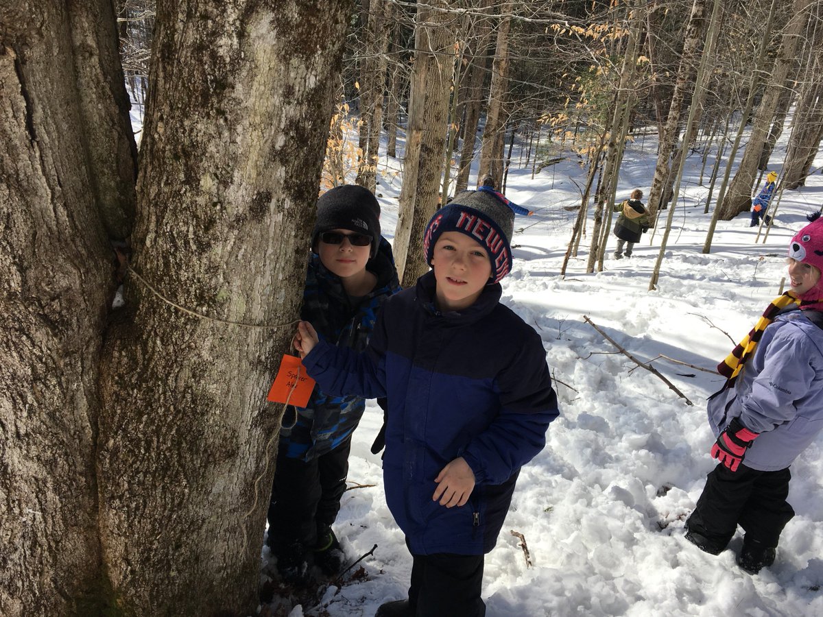 MrsShepherd4's tweet photo. It's almost sugaring time! Third graders identified sugar maples on campus today. #SunapeeCentral https://t.co/02h5GZdgra