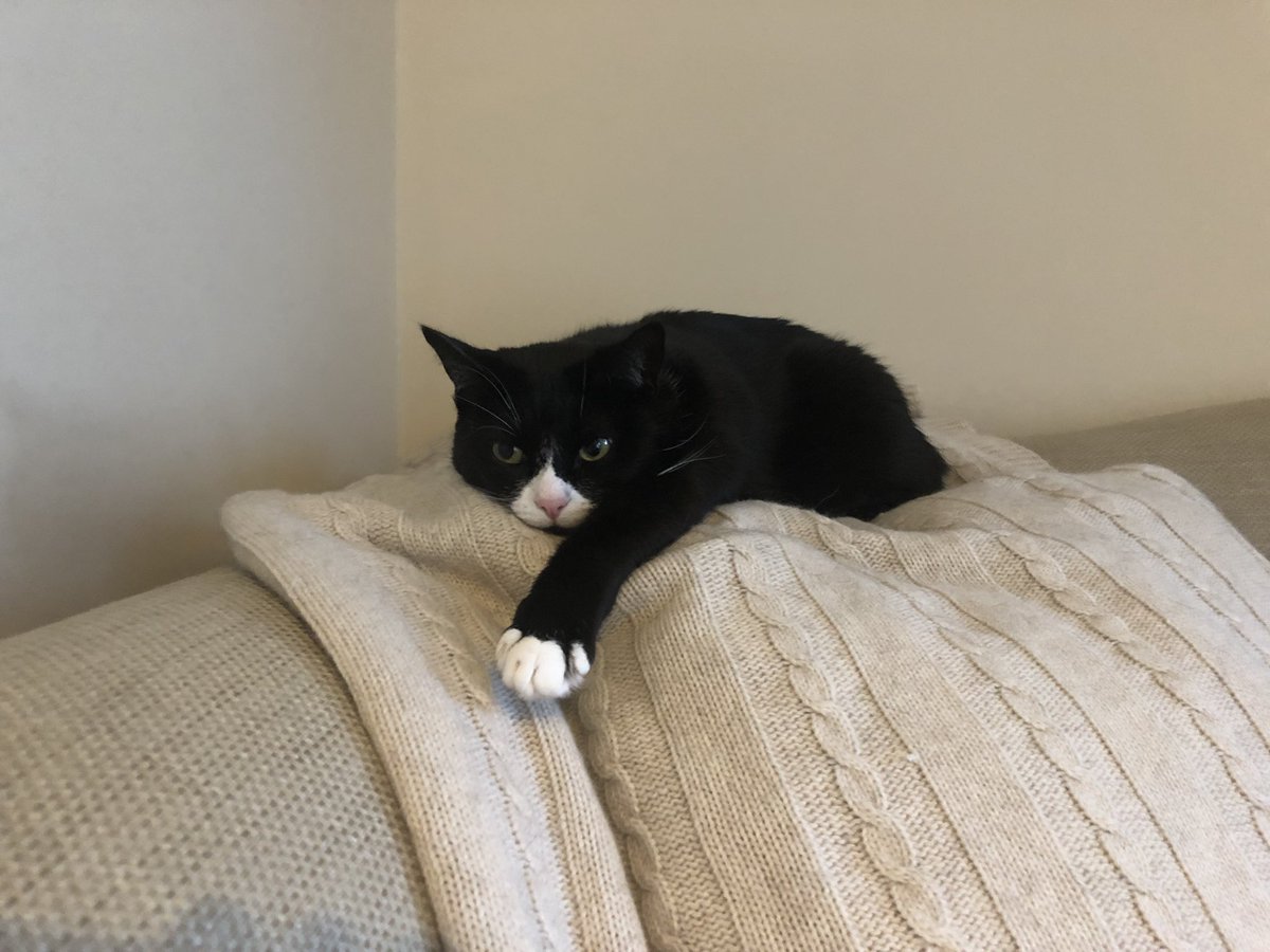 Phoebe, Selene and Mr Binx tweet media