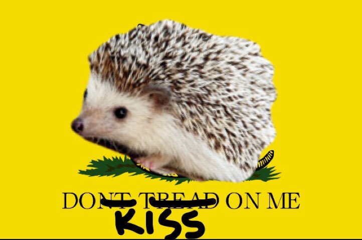 Féidhlim Macauley tweet media