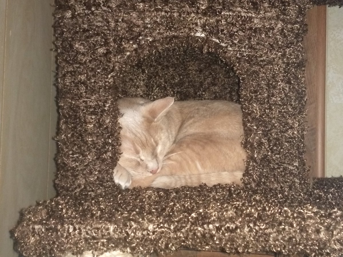 GarfMic's tweet image. 😴