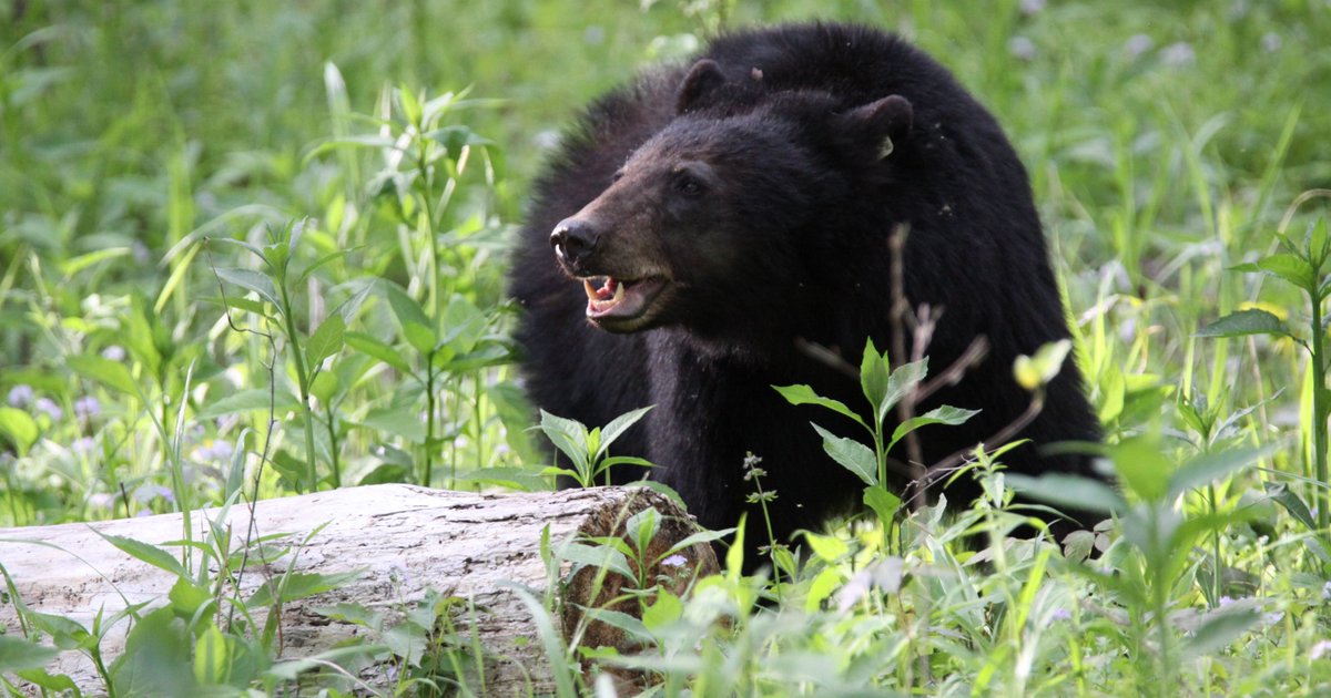 Autopsy: Man found in Smokies died of meth overdose before being eaten by bear bit.ly/2HMu2q6