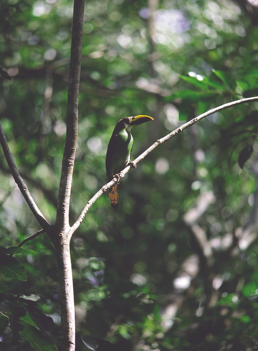 OfficialElPilar's tweet photo. The El Pilar Archaeological Reserve for Maya Flora and Fauna is populous with beautiful and unique birds. Here, an Emerald Toucanet pauses on its way back to its nest near Tzunu’un, the ancient Maya house of El Pilar. #MayaMondays

(Photo: Clarissa Guggenheim) https://t.co/BH8Zirr4A0