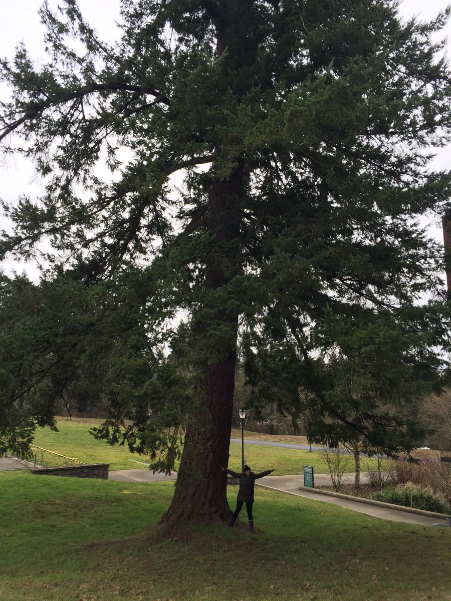 _RachelWalters_'s tweet photo. How many Hayley's tall is the tree? #mathanywhere @mrs_alvarado93 https://t.co/UAeAgY8cpb