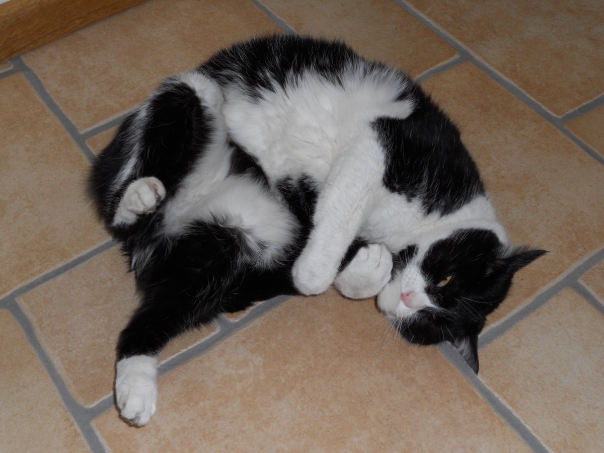 Pie the fat cat tweet media