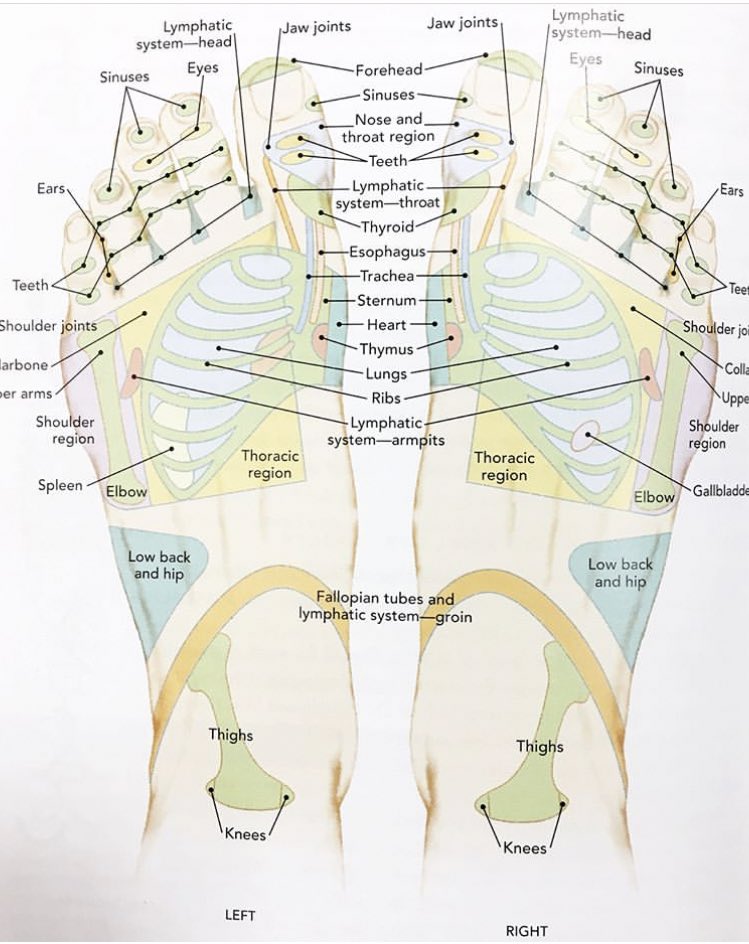 Reflexology Lymphatic System Chart
