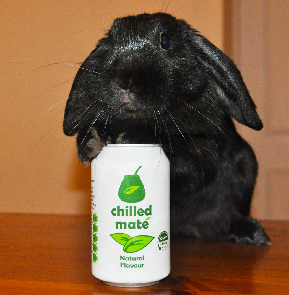 Chilled Mate - irresistible to furry friends too! 'Pudding' the office Rabbit 🐰   trying to open a can. I'm sure it will taste nicer than chewing our network cables! #Rabbit #ChilledMate #Vegan #VeganDrink #YerbMate #Yerba #IcedTea #FastButSlow