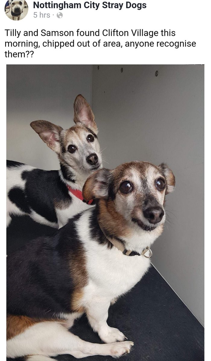 Missing Pets GB tweet media