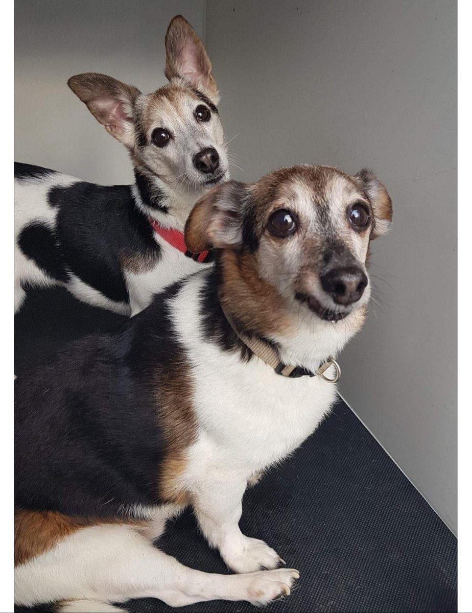 Missing Pets GB tweet media