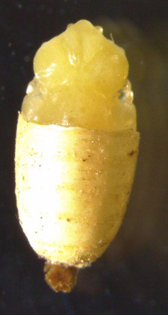 acrlackey's tweet photo. This week (and for many weeks to come) we are playing
"What's that tiny thing?"
using Rhagoletis fly puparia that didn't produce adult flies
within 1.5 years (<1 year is typical).
Sometimes the answer is just fungus.
For context, these are 2-3mm in length.
#PowellLab https://t.co/VFbUusJ4Uv