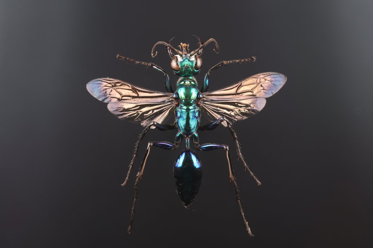 Indonesis Chlorion lobatum 37mm Insectoftheday: This is top drawer