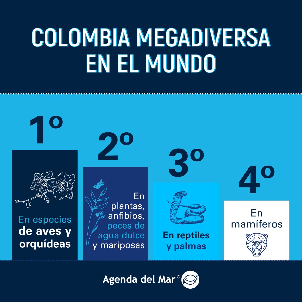 LaAgendadelMar's tweet photo. Colombia #megadiversa 🦋🌎 https://t.co/pDTTWHl5IG