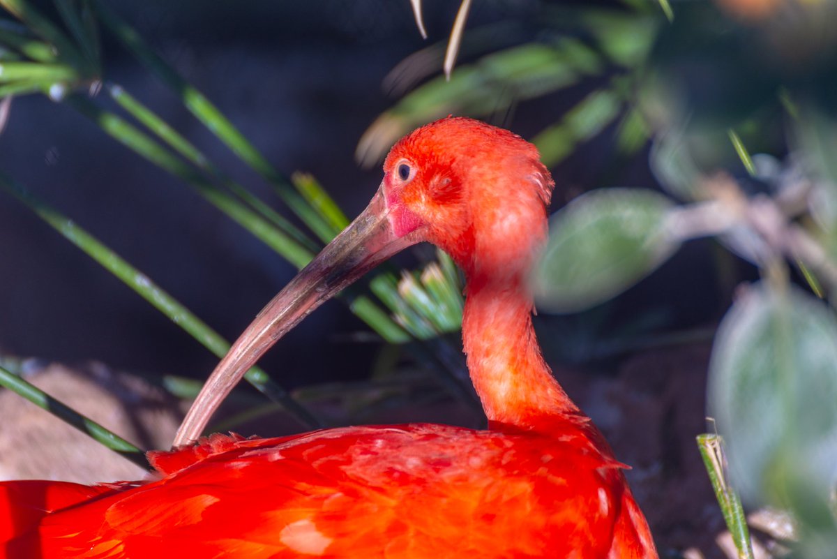 #fauna #nature #wildlife #photography #naturaleza #naturephotography #aves #animals #birds #faunasilvestre #faunaiberica #faunayflora #naturelovers #bird #faunaactiva #animal #faunadechile #flora #photographer #ibis  #rojo #escalata en el #oceanografico #valencia.