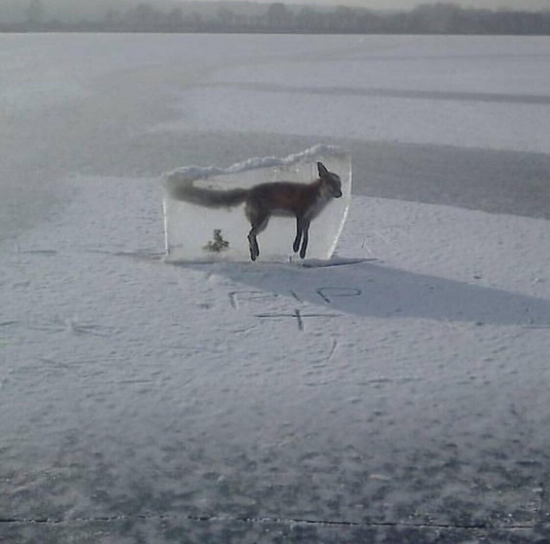 SpartanWire's tweet photo. RIP Frozen Fox #frozenfox https://t.co/LdsTu7KXfk