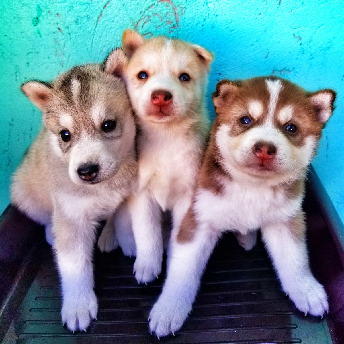 redginger143's tweet photo. 1 month na po kami! 🎂

Happy #ChineseNewYear 🐷 wishing you all peace, love, happiness and prosperity in the #YearOfThePig 🐖 - from fur babies CATRIONA, GRAY and UNIVERSE &amp; mommy MOKKA OZONE. 🐺

#LunarNewYear #KungHeiFatChoi #Husky #SiberianHusky #PomeranianHusky #DogsOfBGC 🐕 https://t.co/GBWYANSEBH